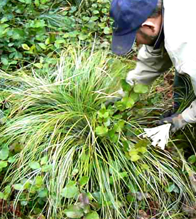 Beargrass cutting