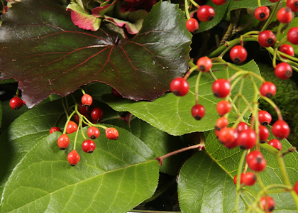 Salal leaves