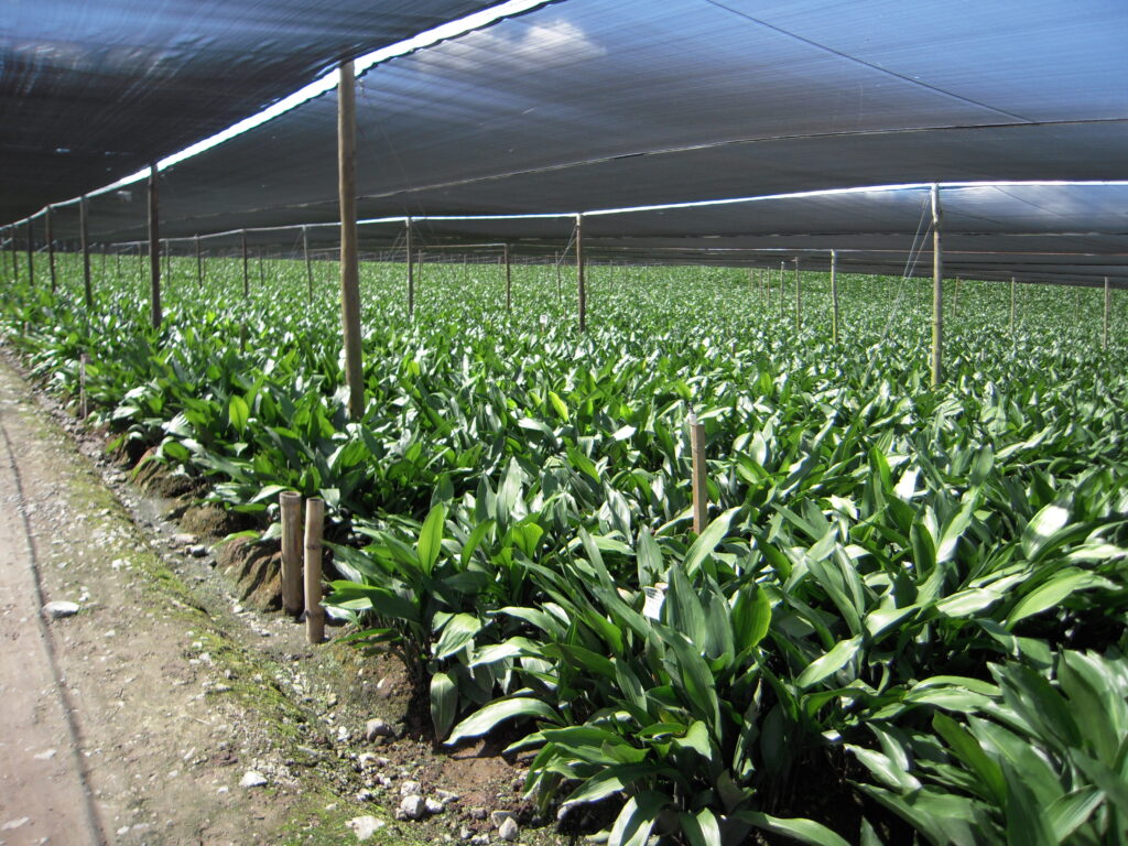 Farm El Salvador