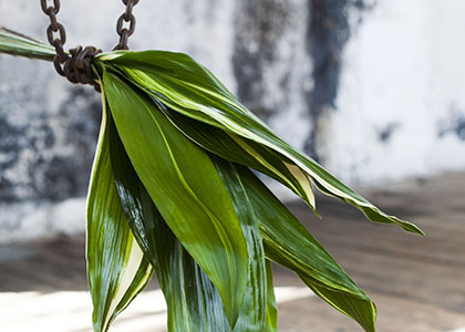 Aspidistra