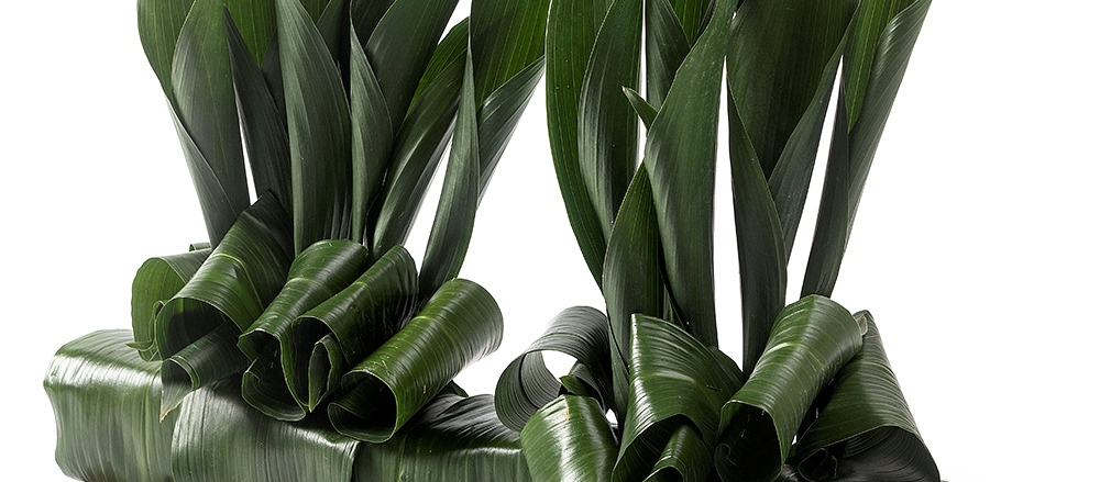 Aspidistra gevouwen