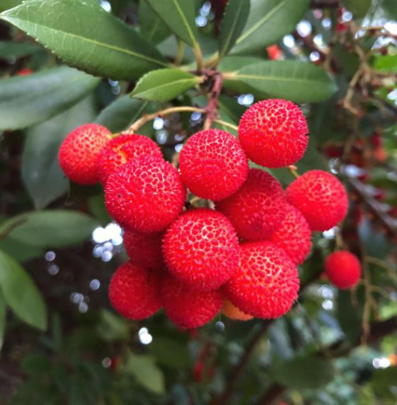 Strawberry tree