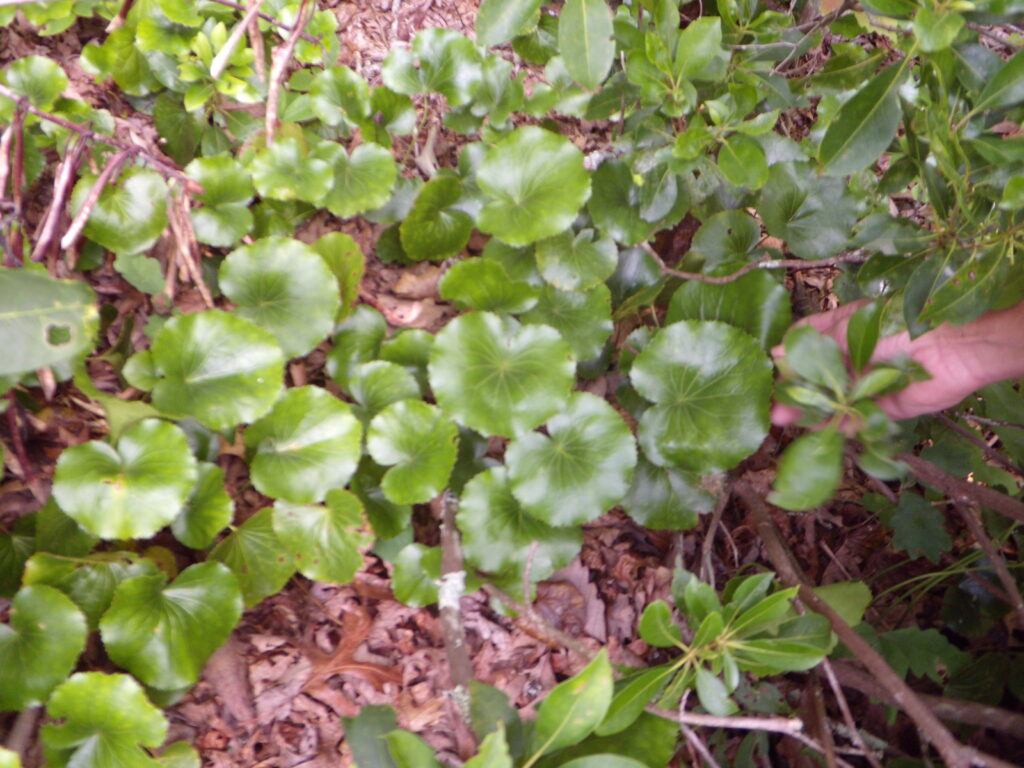 Oorsprong van het blad