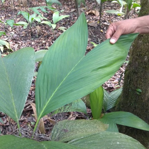 Plant Cocos