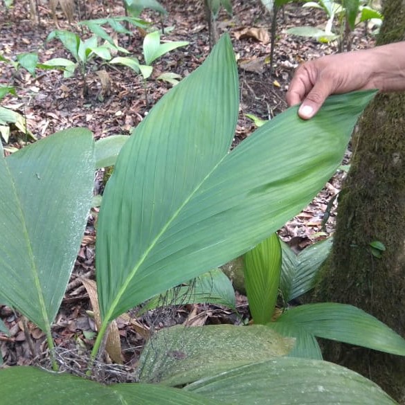 Plant Cocos 