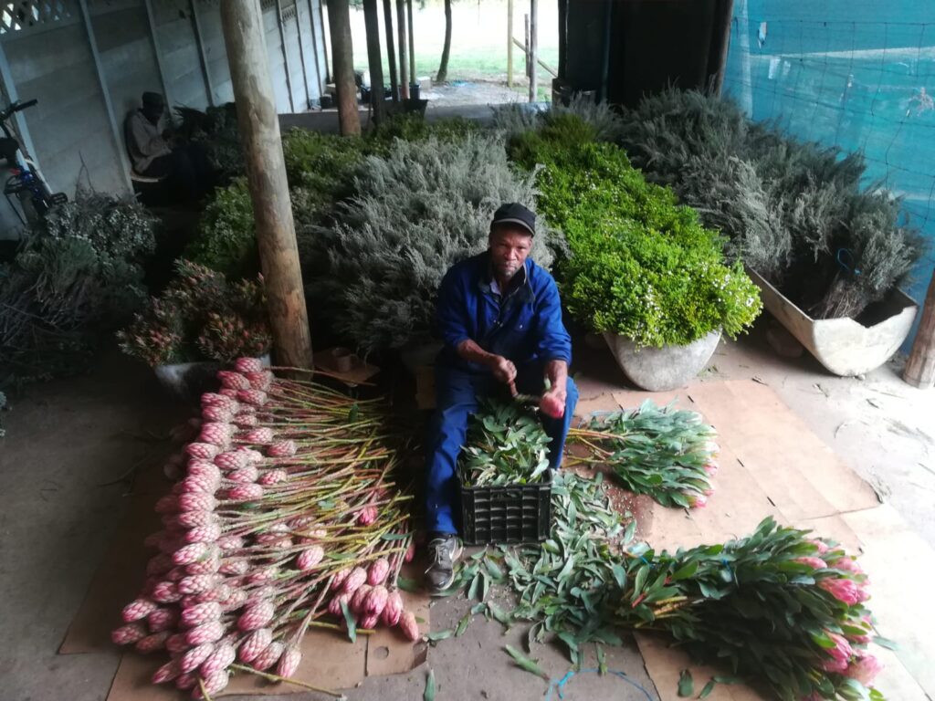 Kaaps groen verwerking