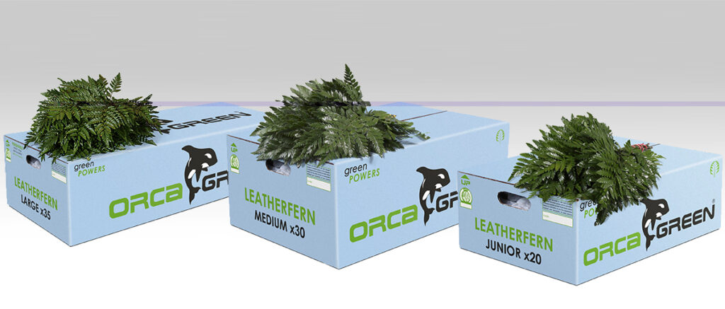 Leather Fern Orca