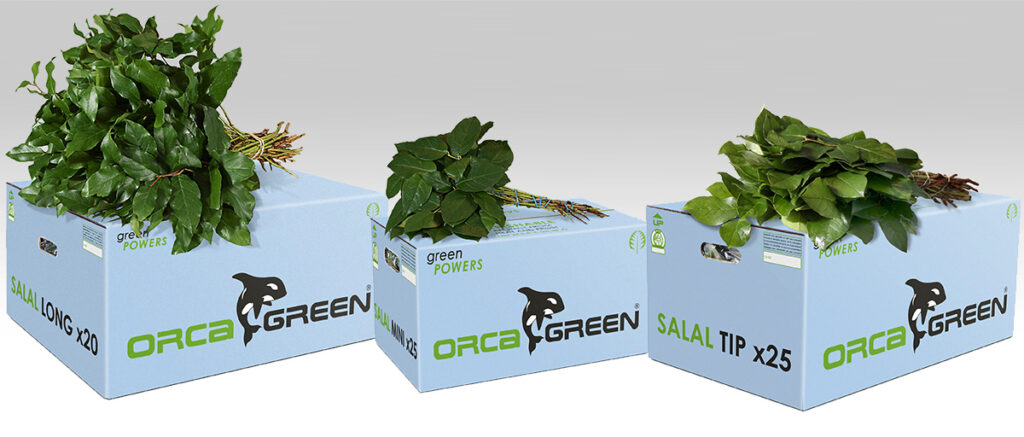 OrcaGreen